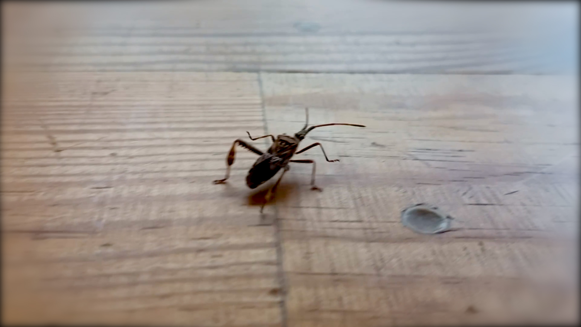 Hemiptera